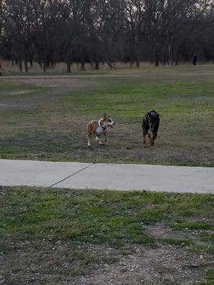 Dog Park Blue