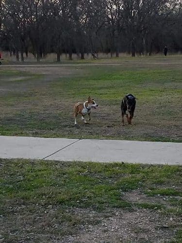 Dog Park Blue