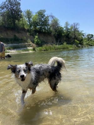 Dog Park Blue
