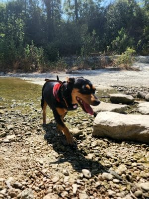 Dog Park Blue