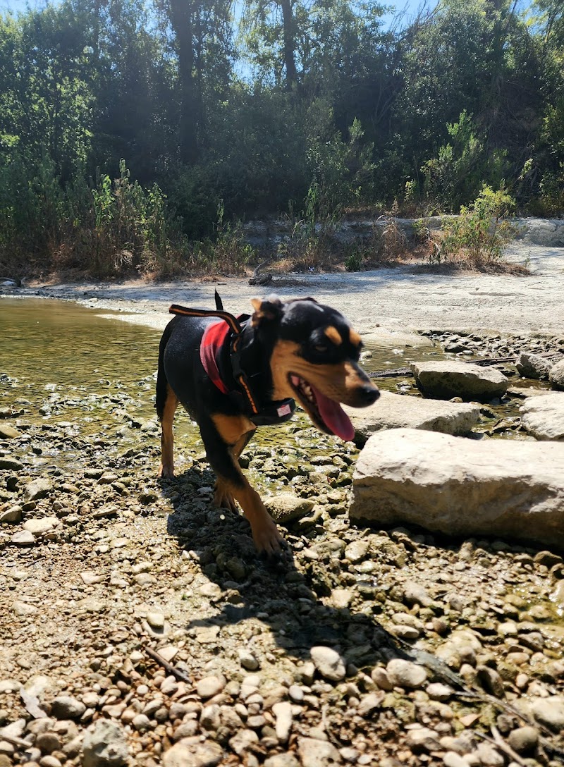 Dog Park Blue - Austin, TX