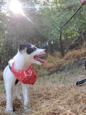 Dog Park Blue