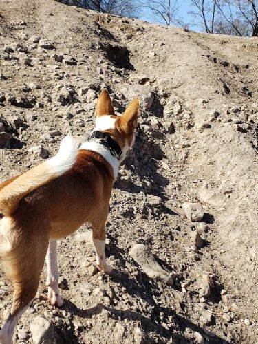 Dog Park Blue
