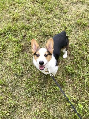 Dog Park Blue
