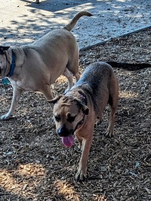 Domain Central Bark