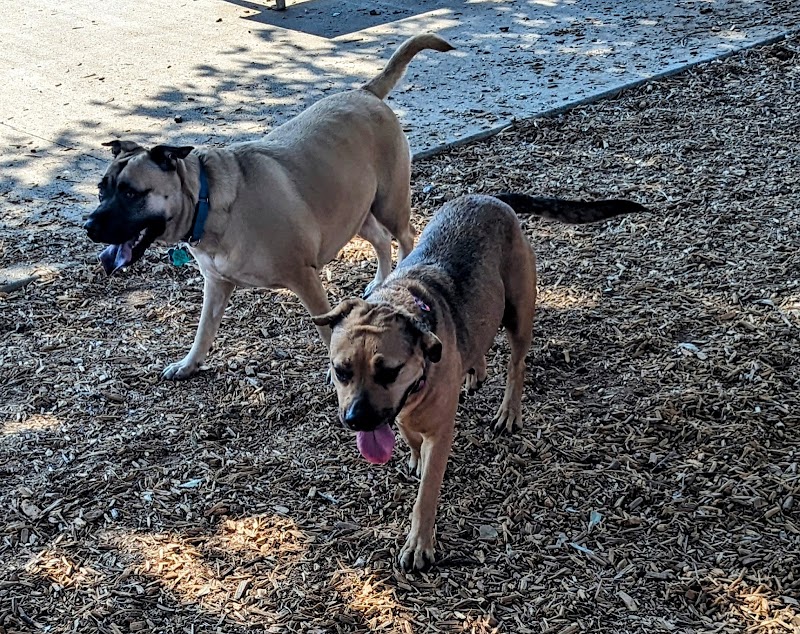 Domain Central Bark - Austin, TX