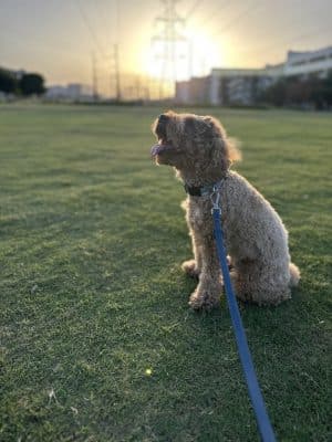 Domain Central Bark