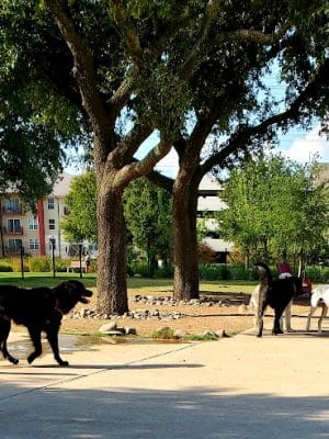 Domain Central Bark
