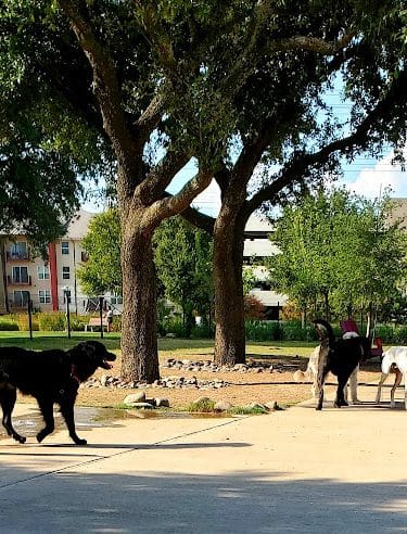 Domain Central Bark