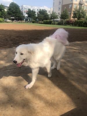 Domain Central Bark