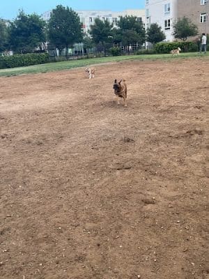Domain Central Bark