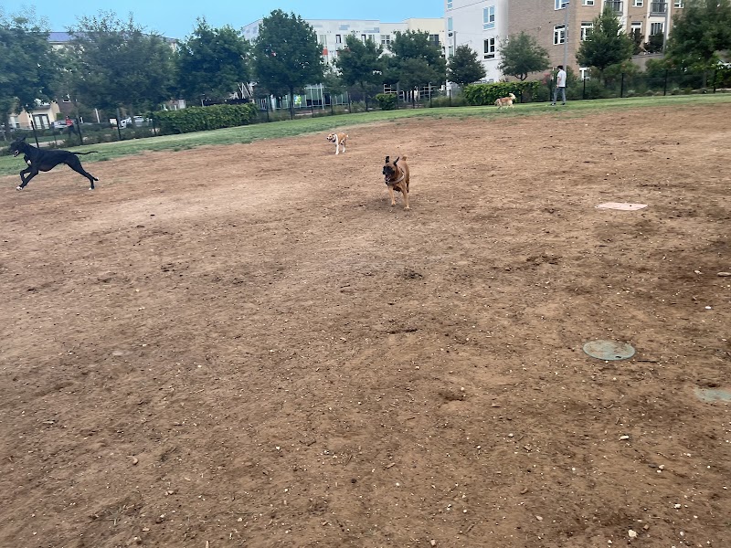 Domain Central Bark - Austin, TX