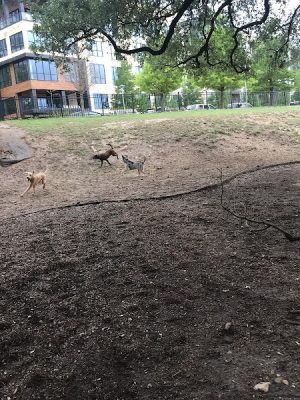 Hancock Dog Park