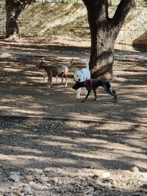 Hancock Dog Park