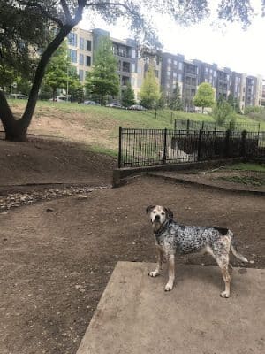 Hancock Dog Park