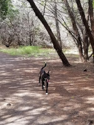 Mary Moore Searight Off Leash Trailhead