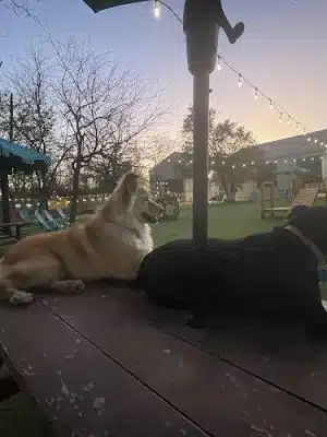 Neighbors Dog Park & Cafe