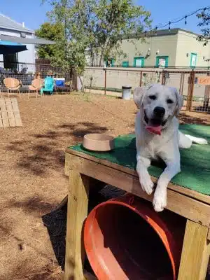 Neighbors Dog Park & Cafe