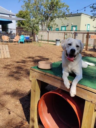 Neighbors Dog Park & Cafe
