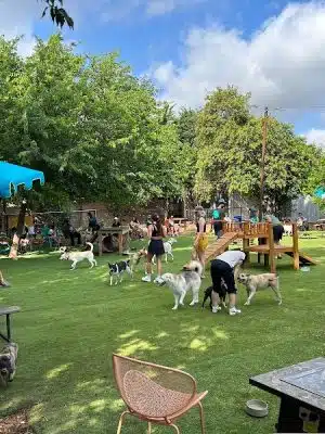 Neighbors Dog Park & Cafe