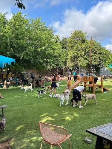 Neighbors Dog Park & Cafe