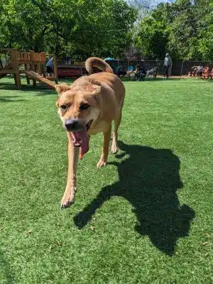 Neighbors Dog Park & Cafe