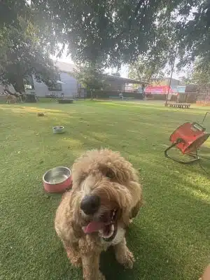 Neighbors Dog Park & Cafe
