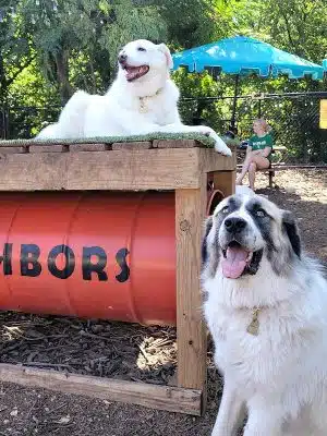 Neighbors Dog Park & Cafe