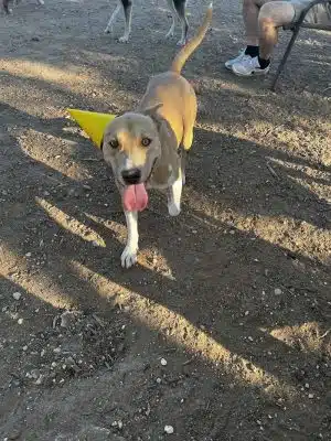 Norwood Estate Dog Park on E. Riverside