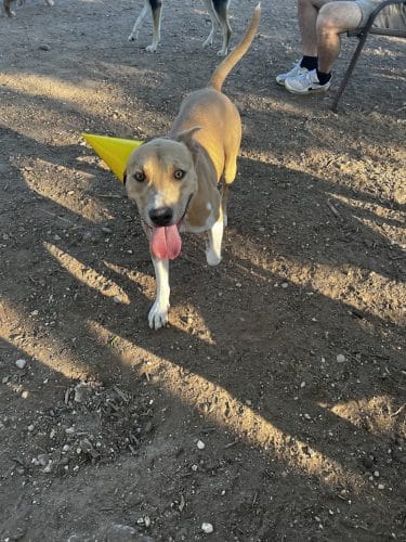 Norwood Estate Dog Park on E. Riverside