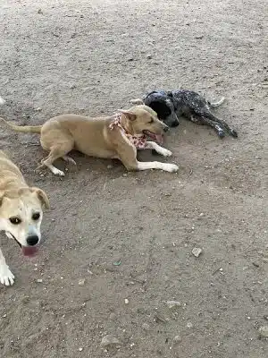 Norwood Estate Dog Park on E. Riverside