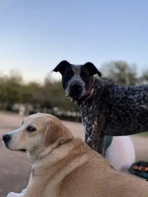 Norwood Estate Dog Park on E. Riverside