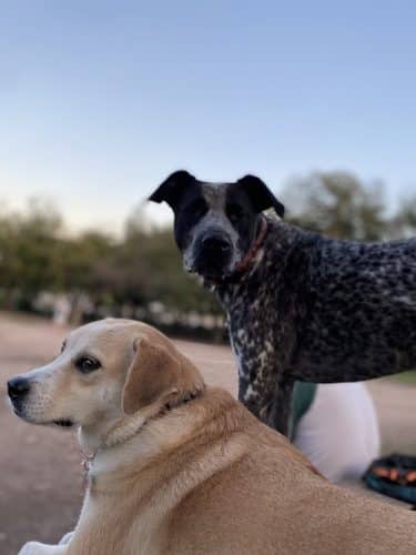 Norwood Estate Dog Park on E. Riverside