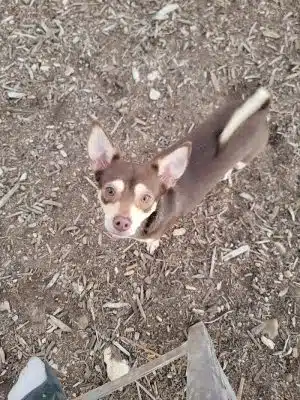 Norwood Estate Dog Park on E. Riverside