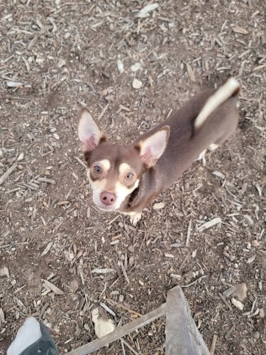 Norwood Estate Dog Park on E. Riverside