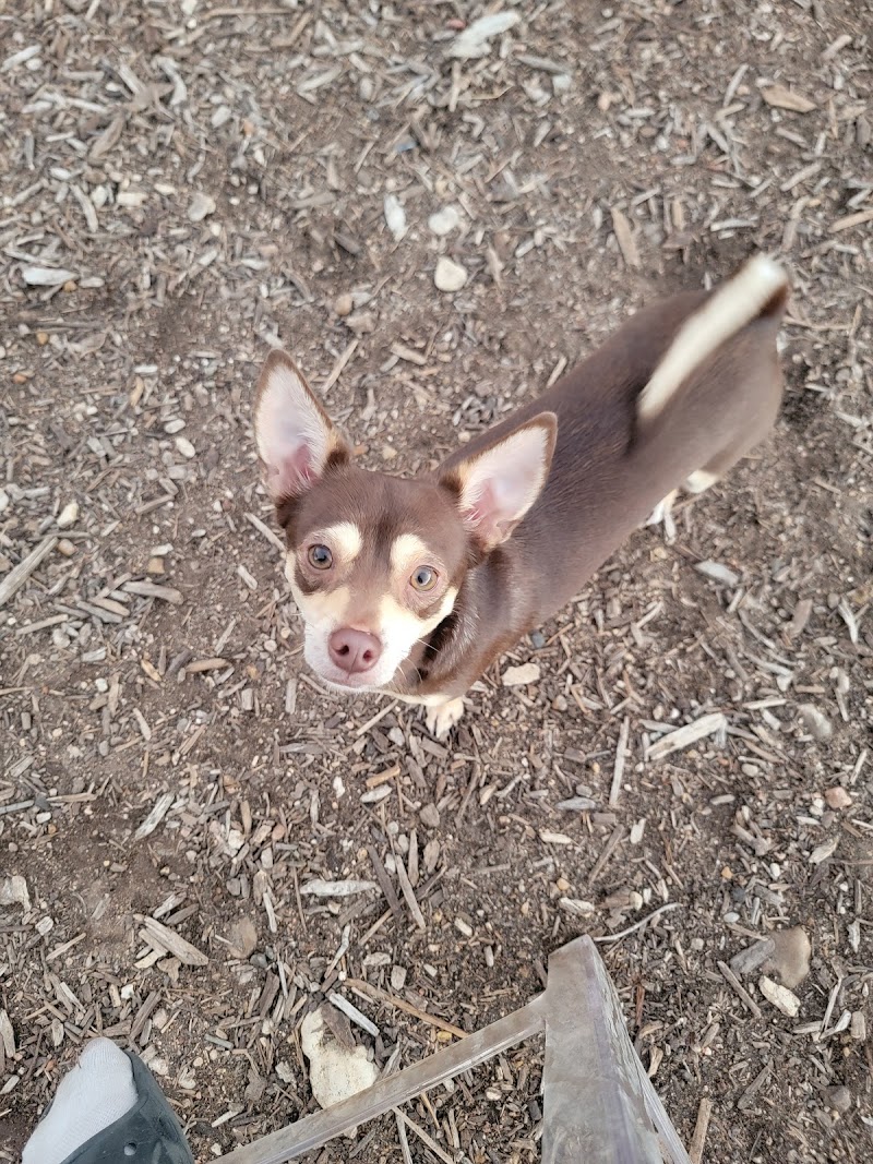 Norwood Estate Dog Park on E. Riverside - Austin, TX