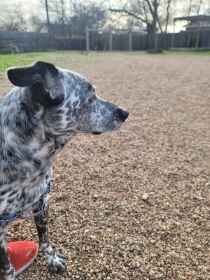 Pickle’s Place Dog Park