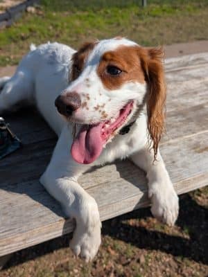 Pickle’s Place Dog Park