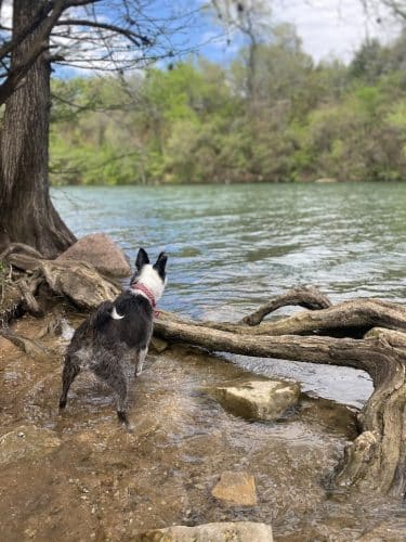 Red Bud Isle