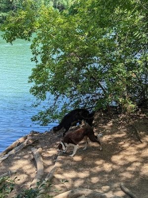 Red Bud Isle