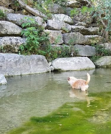 Shoal Creek Greenbelt