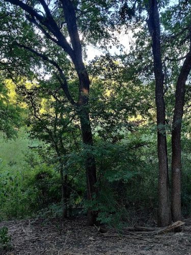 Shoal Creek Greenbelt