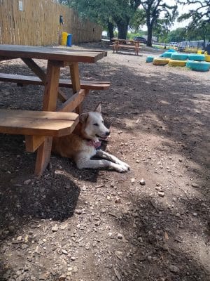 The Watering Bowl