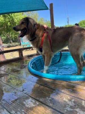 The Watering Bowl