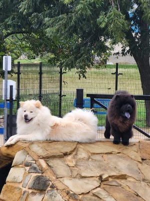 WB MUD Dog Park