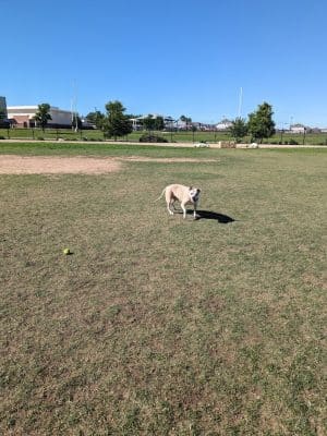 WB MUD Dog Park