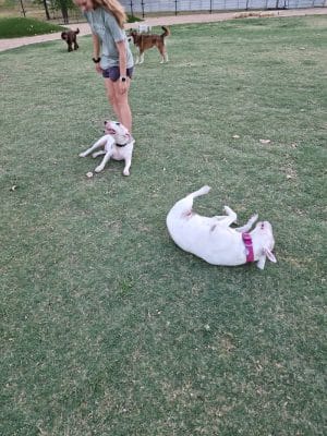 WB MUD Dog Park