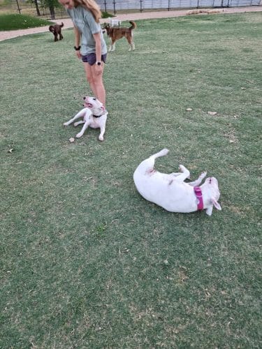 WB MUD Dog Park