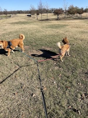Onion Creek Doggy Park