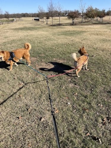 Onion Creek Doggy Park